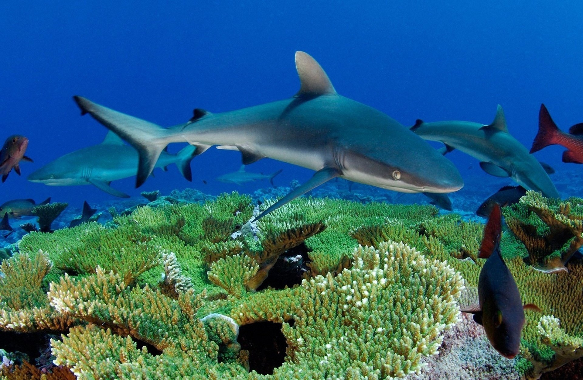 Стая акул среди кораллов