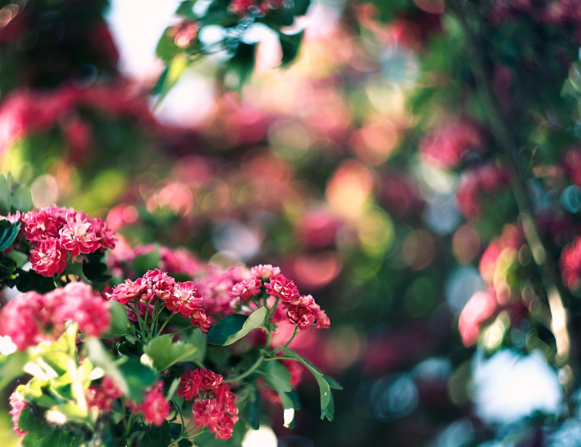 Дерево с цветочками розового цвета