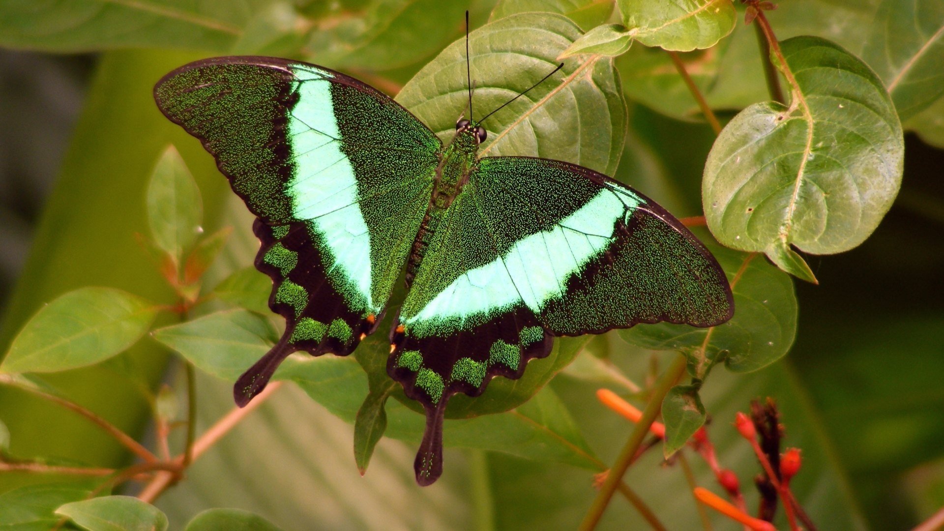 Красивая зеленая бабочка на фоне листвы