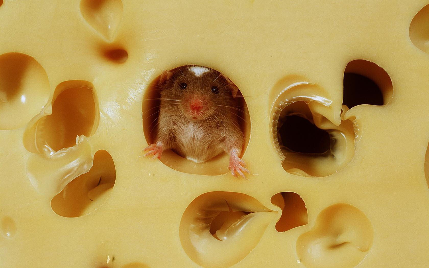 животные мышь мышеловка сыр скачать