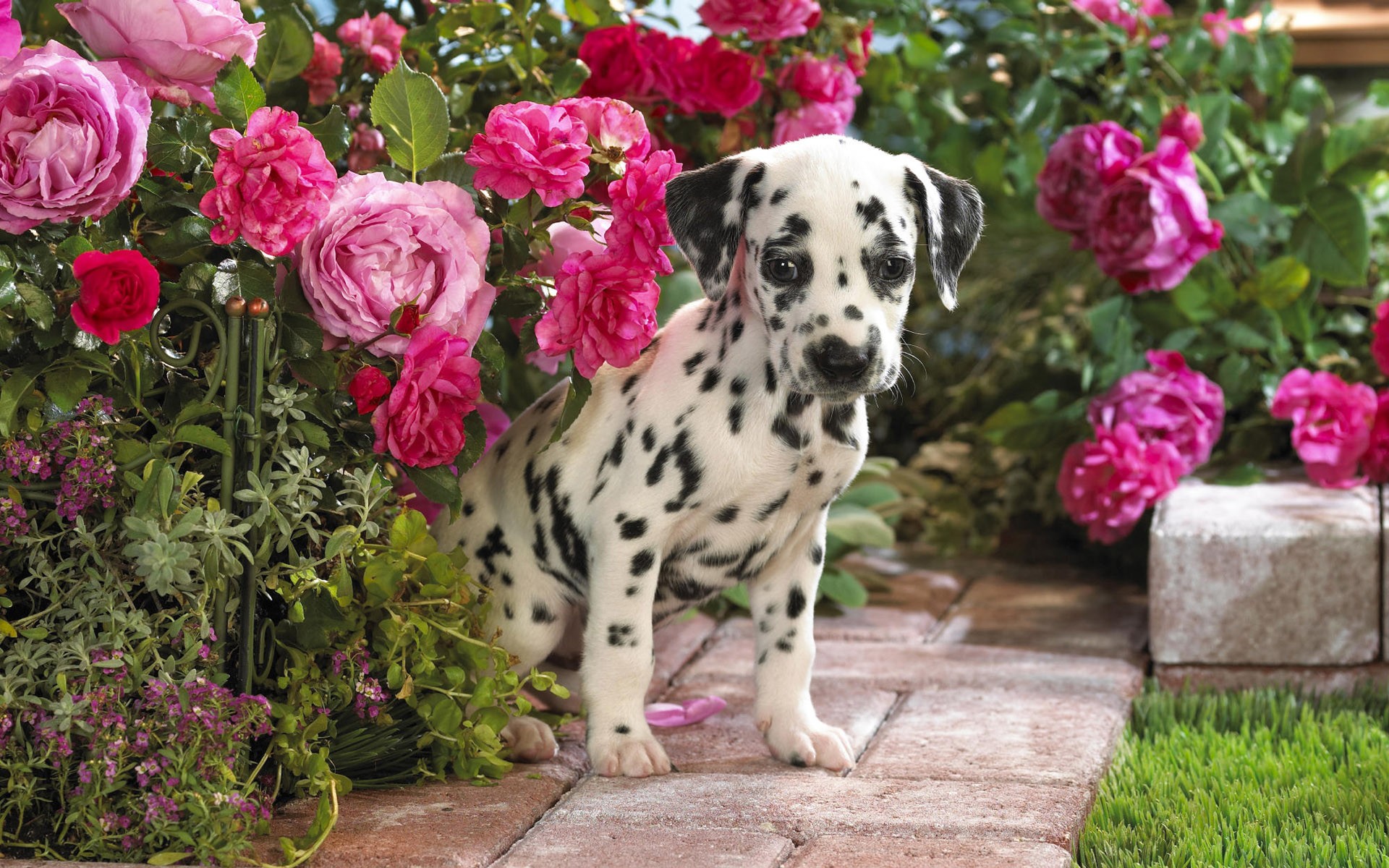 далматин щенок цветы