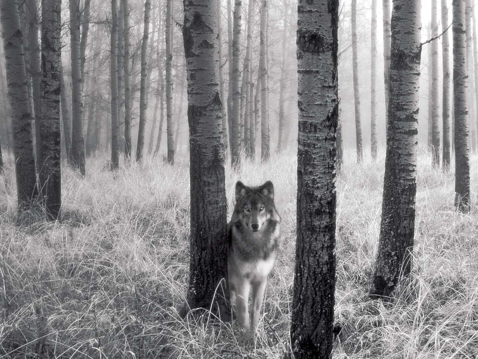 волк деревья трава