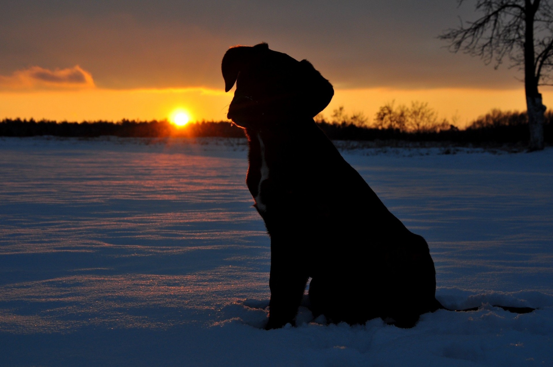 щенок снег закат солнце