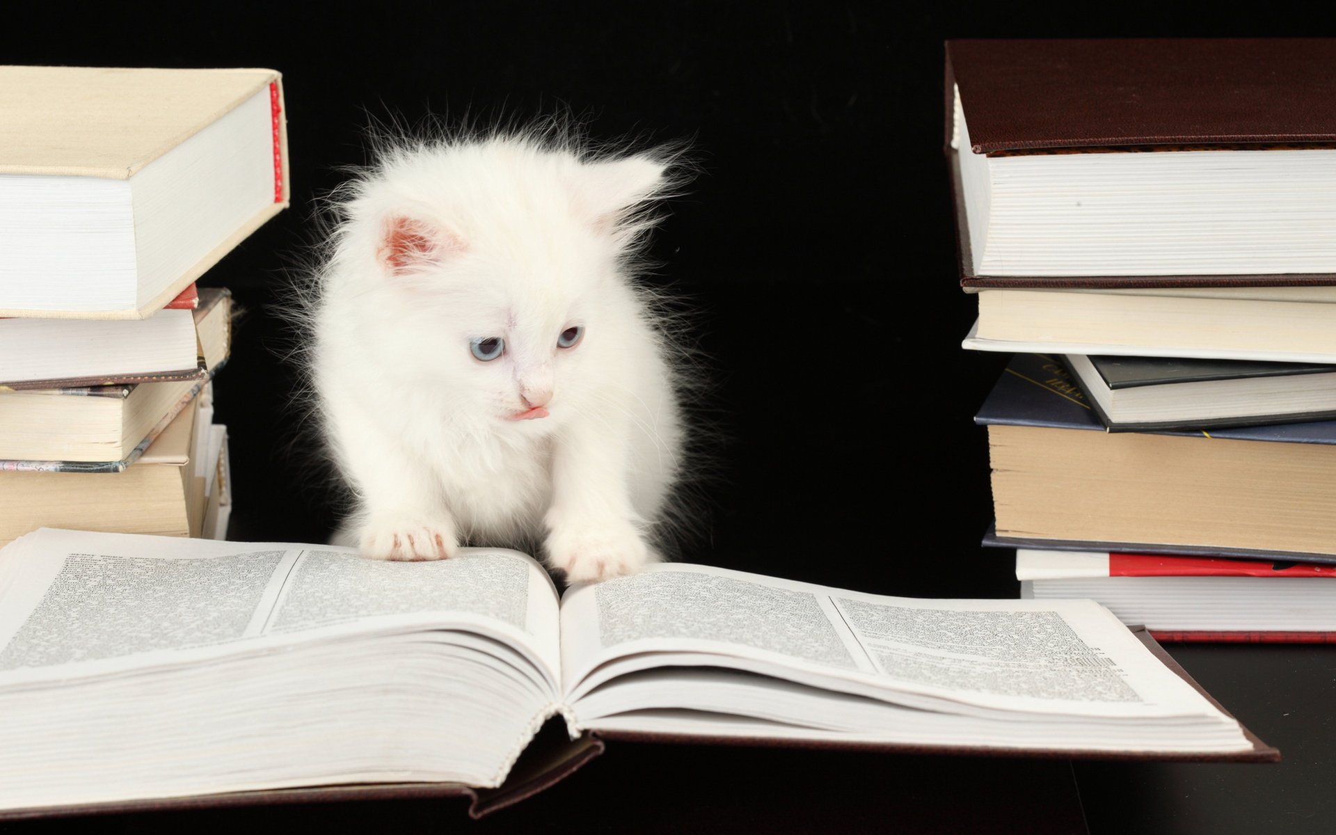 Белый котёнок рассматривает книги