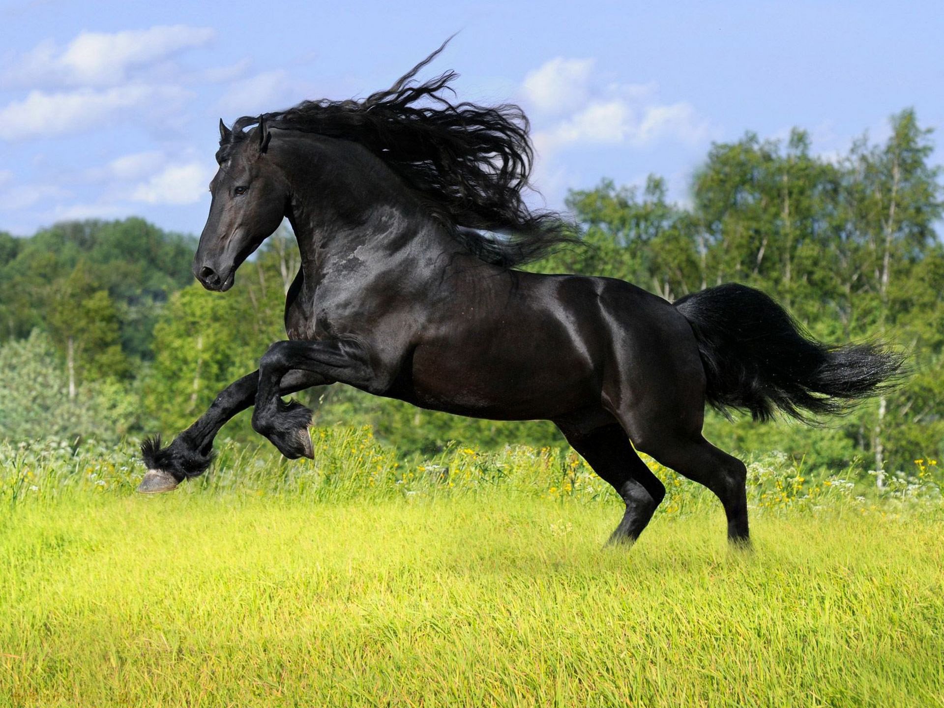 Черный конь скачет по зеленой траве