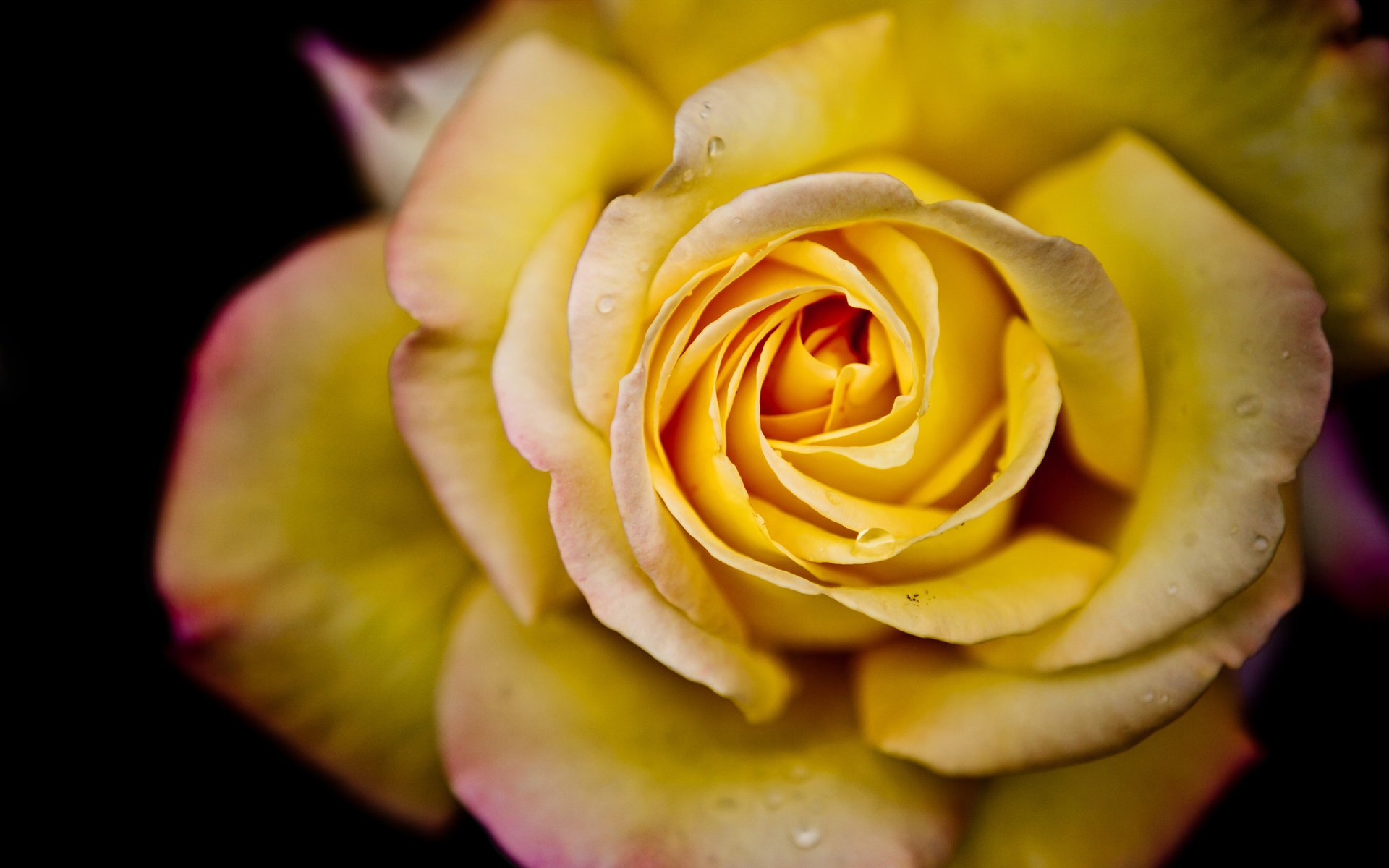 Красивая детализированная жёлтая роза