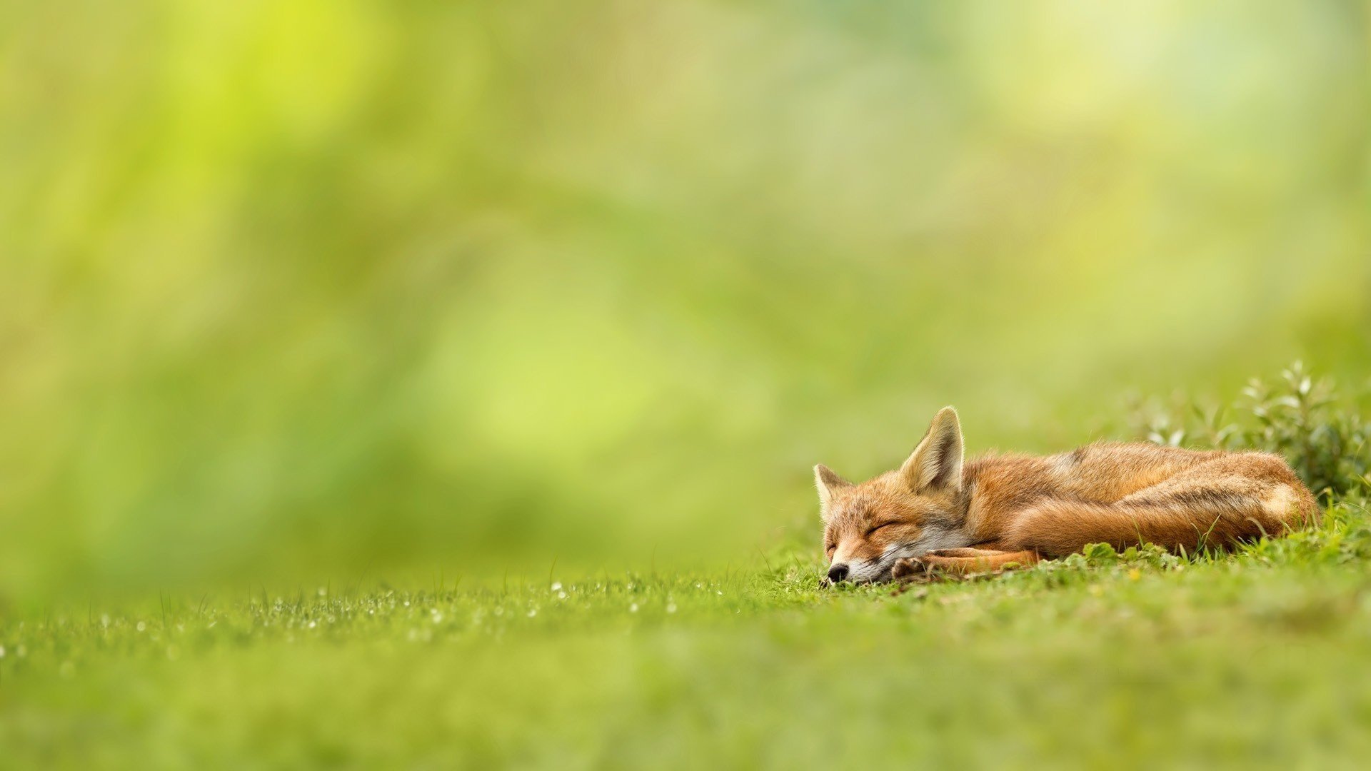 Рыжая лисица спит на зелёной траве