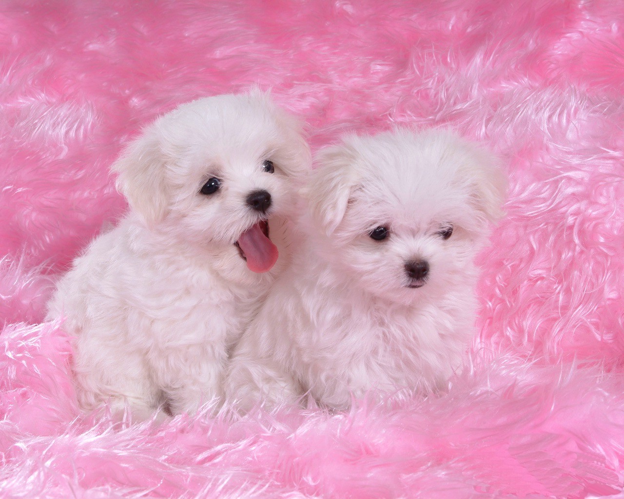 белые собаки щенки животные розовый фон скачать