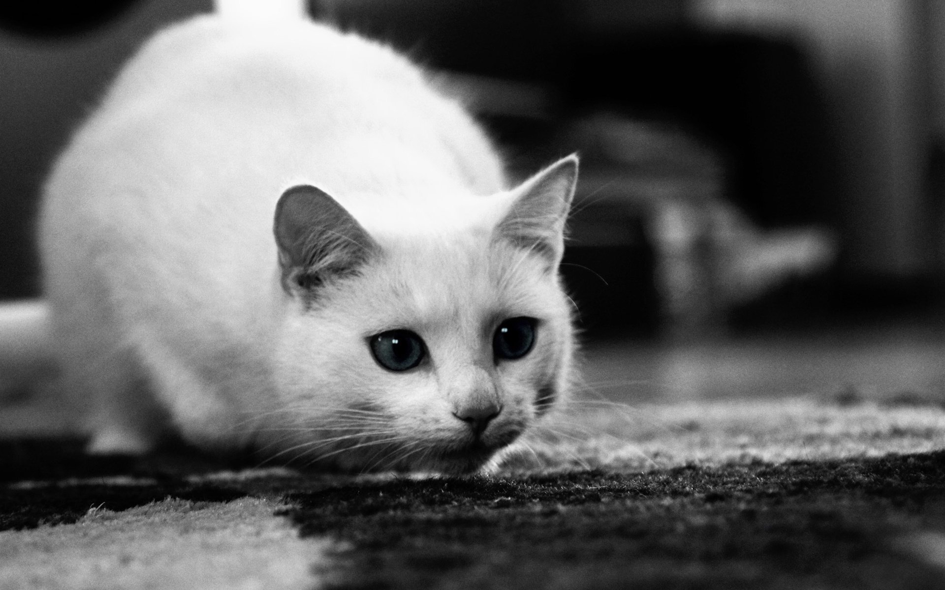 Картинка бела. Черно белое. Черно белая кошка. Черно белые картинки. Котик черно белый.