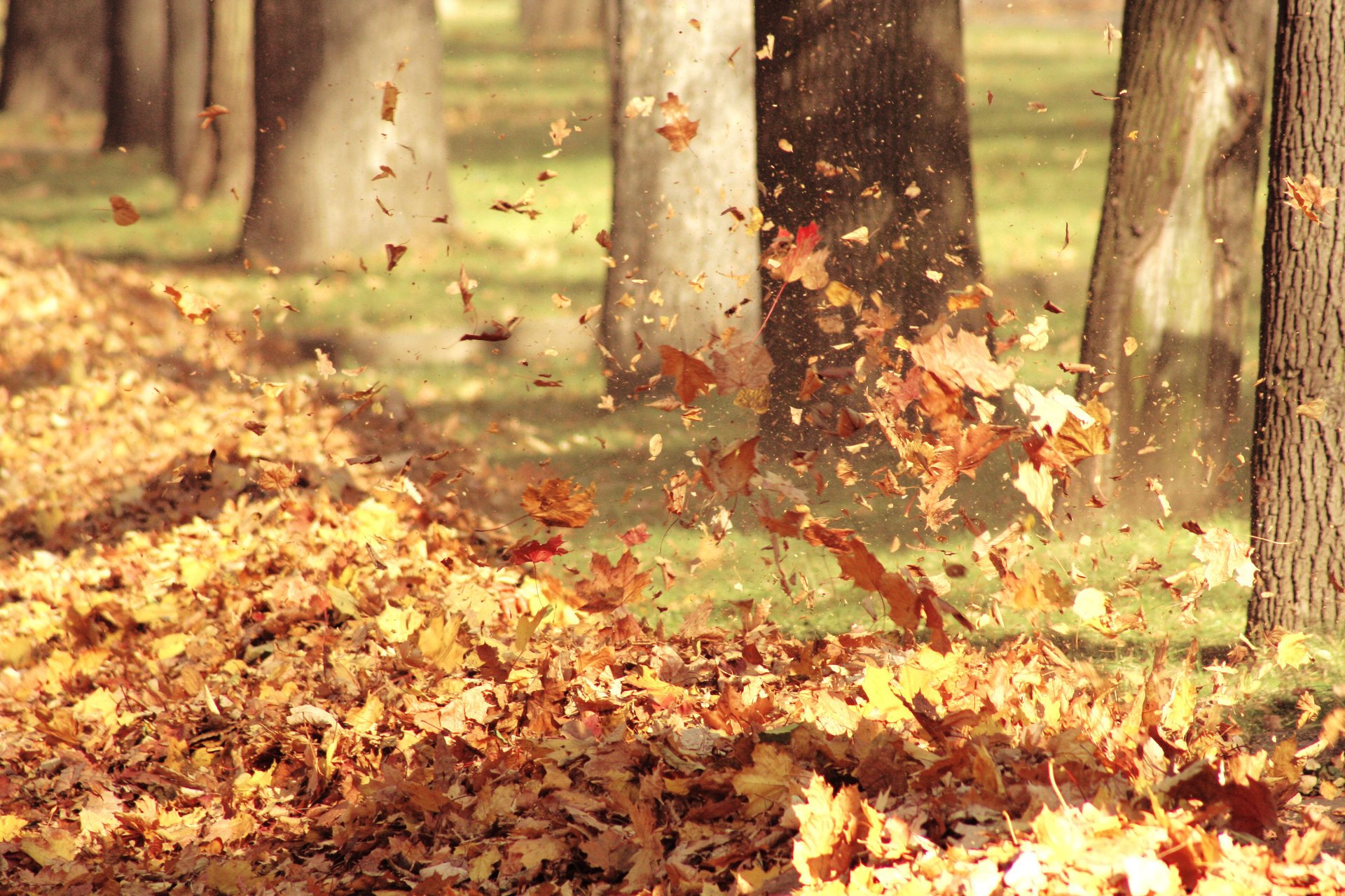 Ветер кружит осеннюю листву