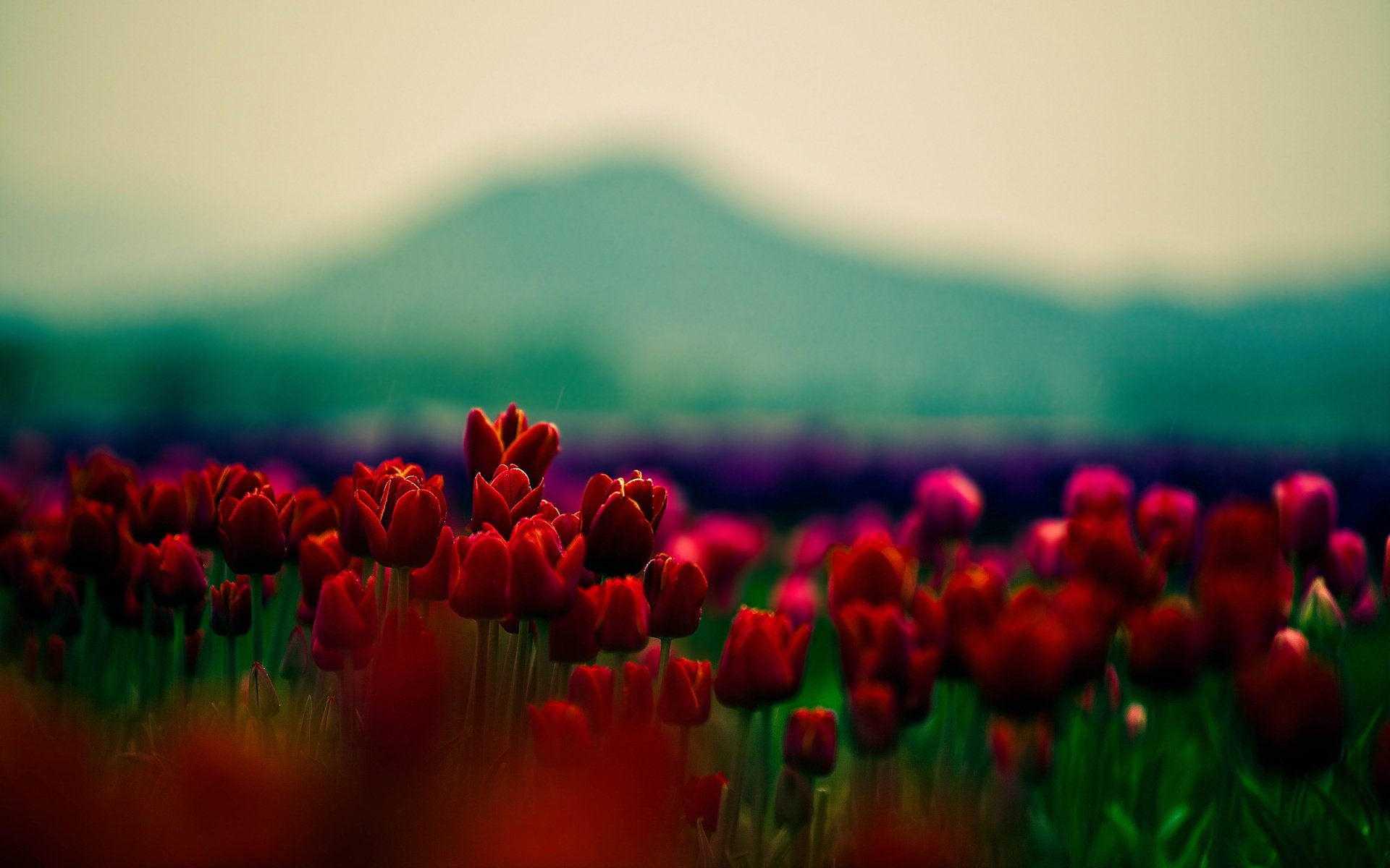Краствые поля красных тюльпанов