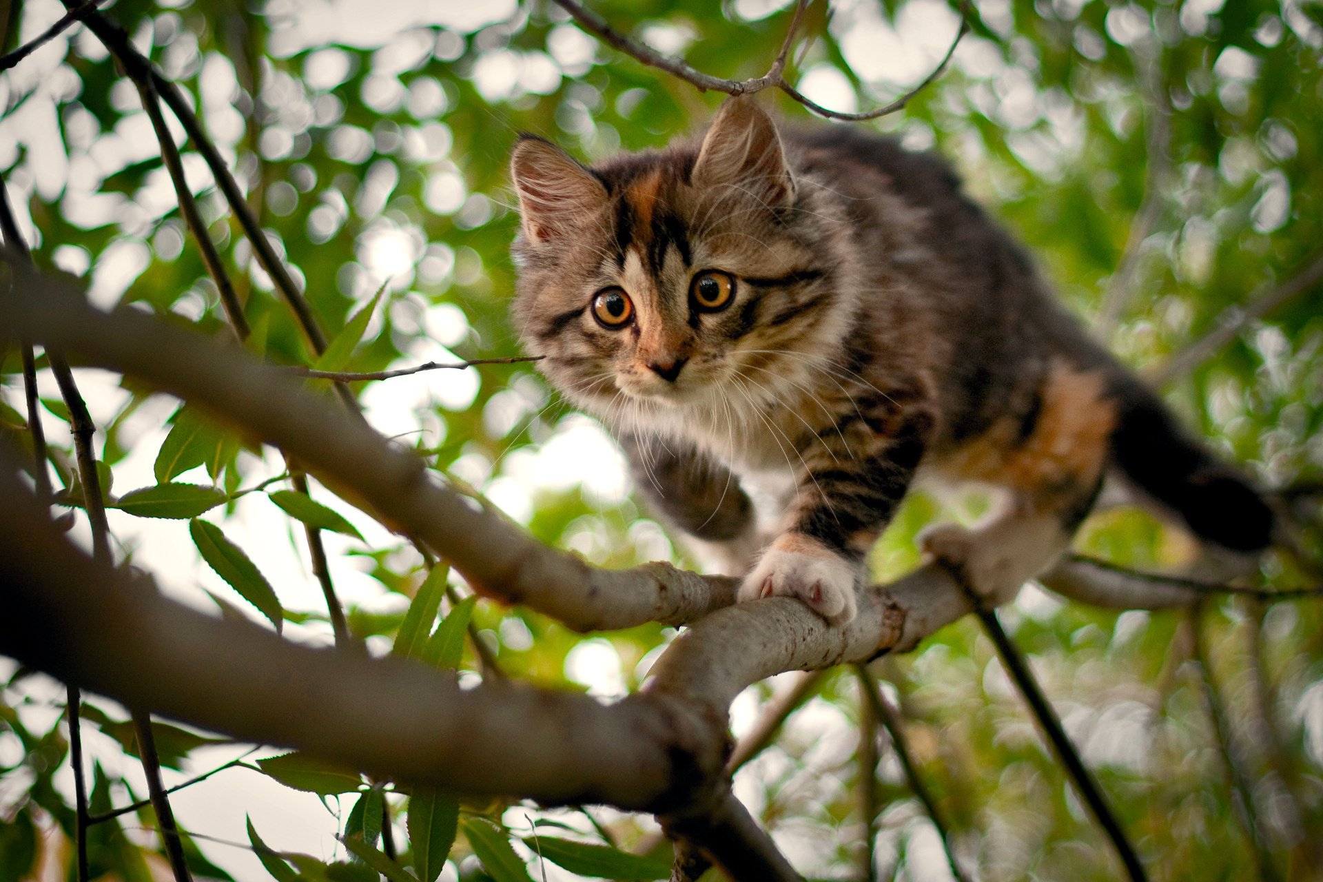 Картинки котов. Кот на дереве. Кошка на природе. Котенок на дереве. Обои на рабочий стол коты.