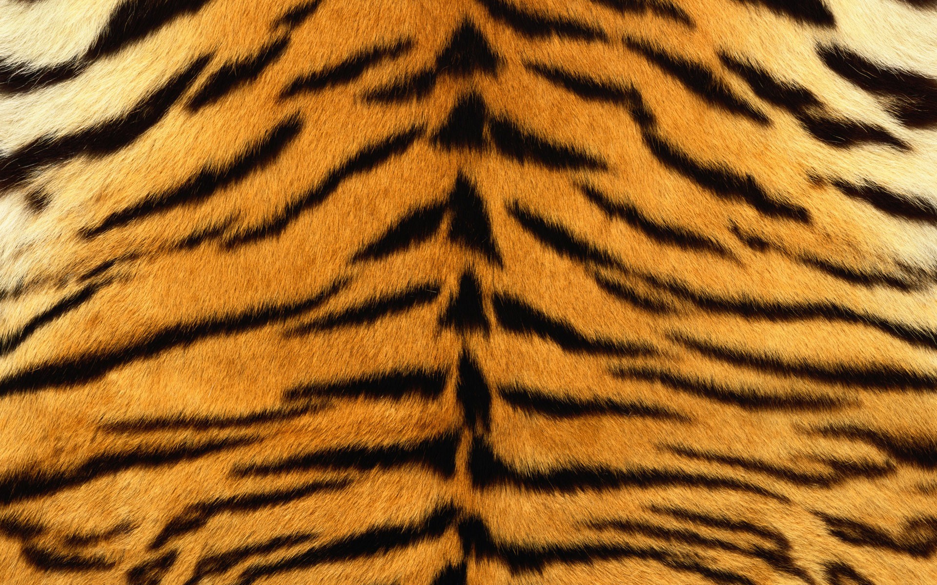 шкура тигр полоски мех полосатый