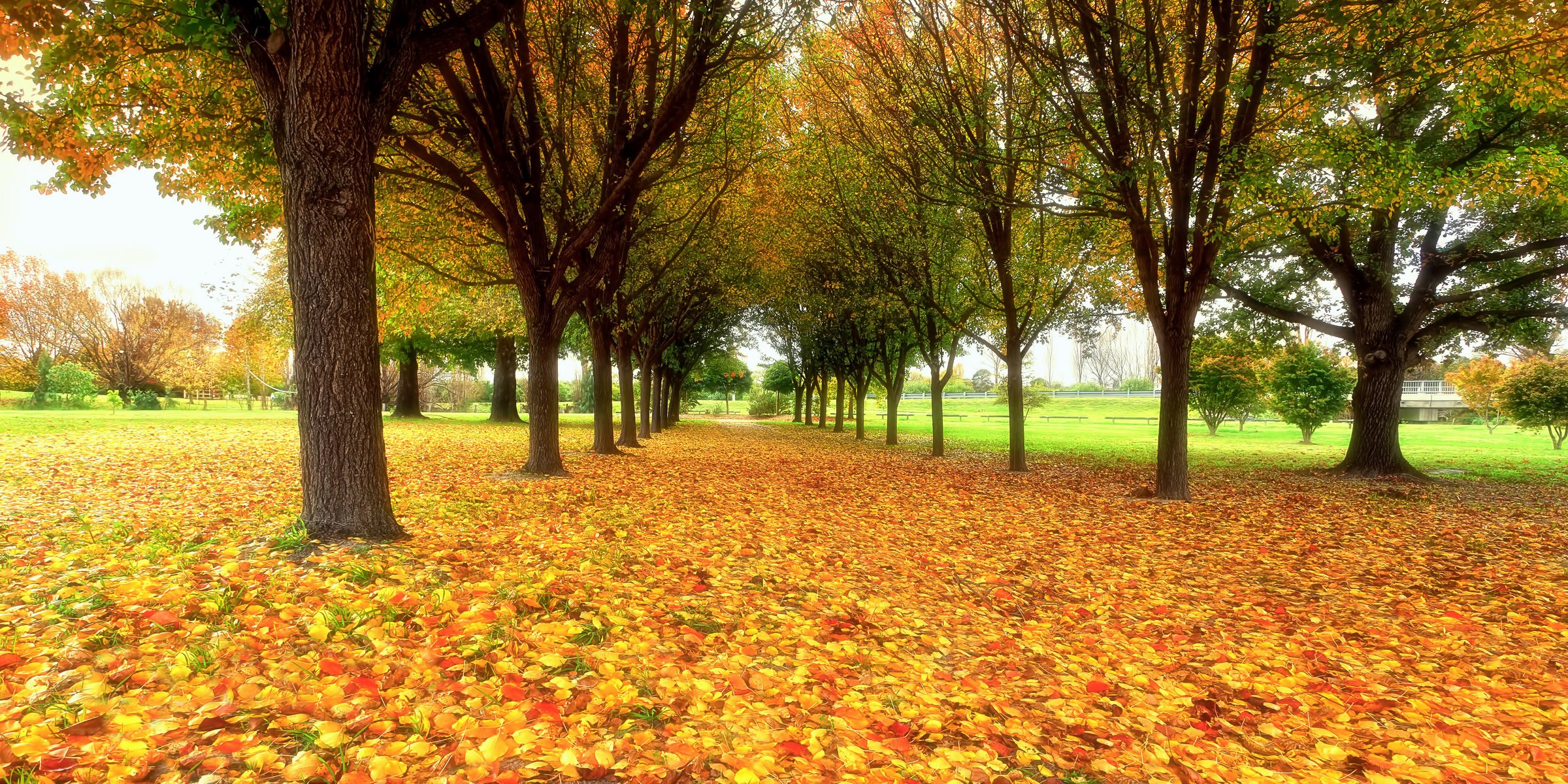 Разноцветный листопад осенью в парке