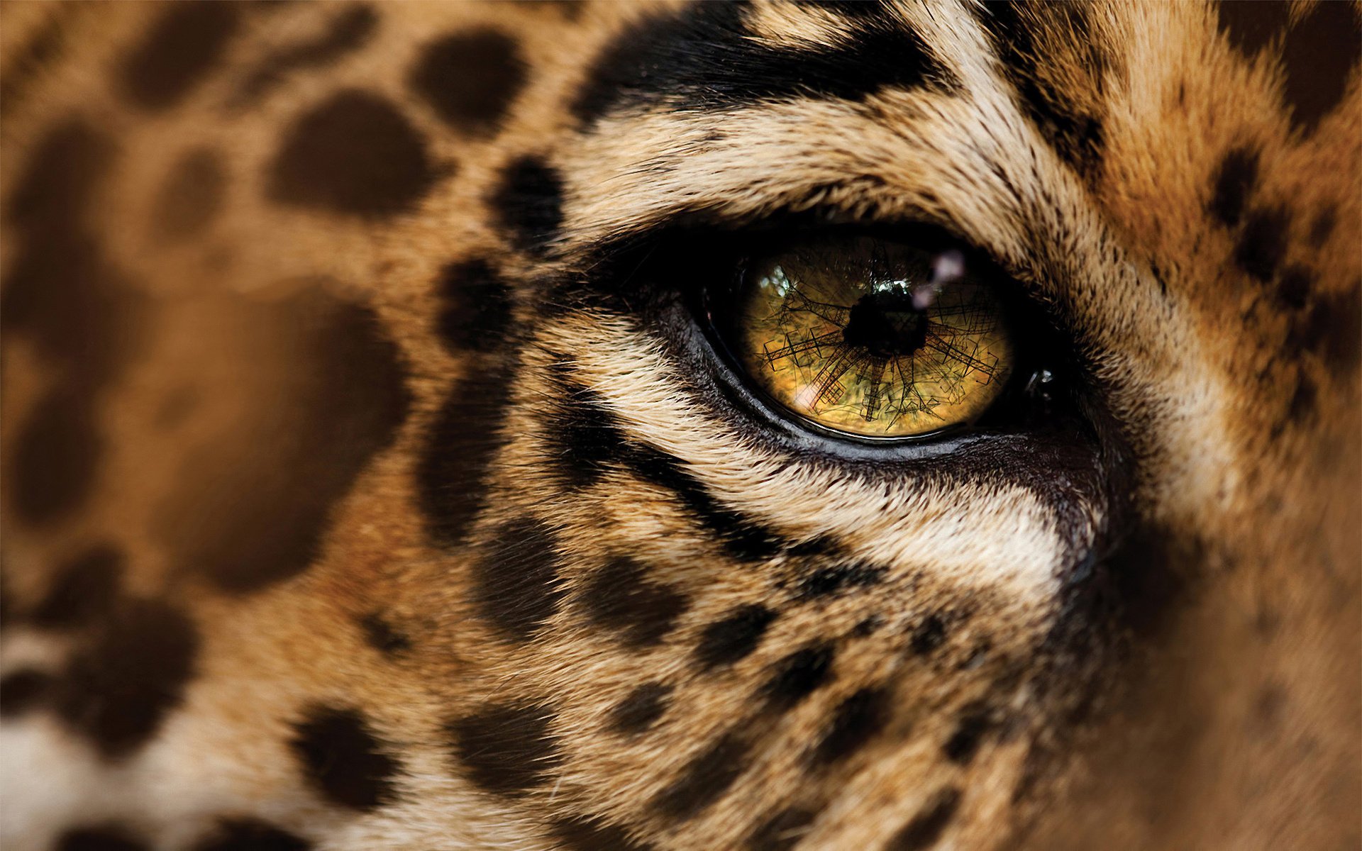 Макро съемка взгляд леопарда
