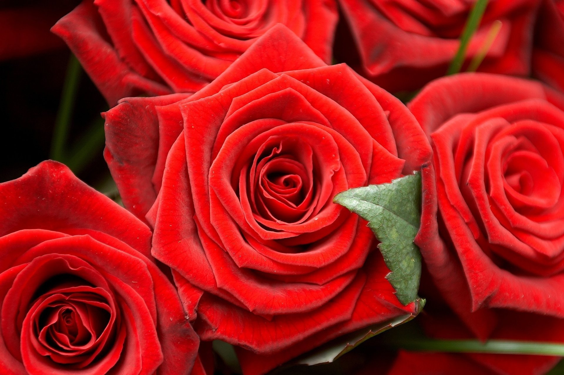 Прекрасный букет из красных роз