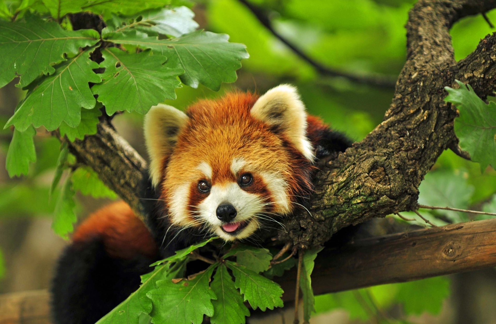 Красная панда в листве деревьев