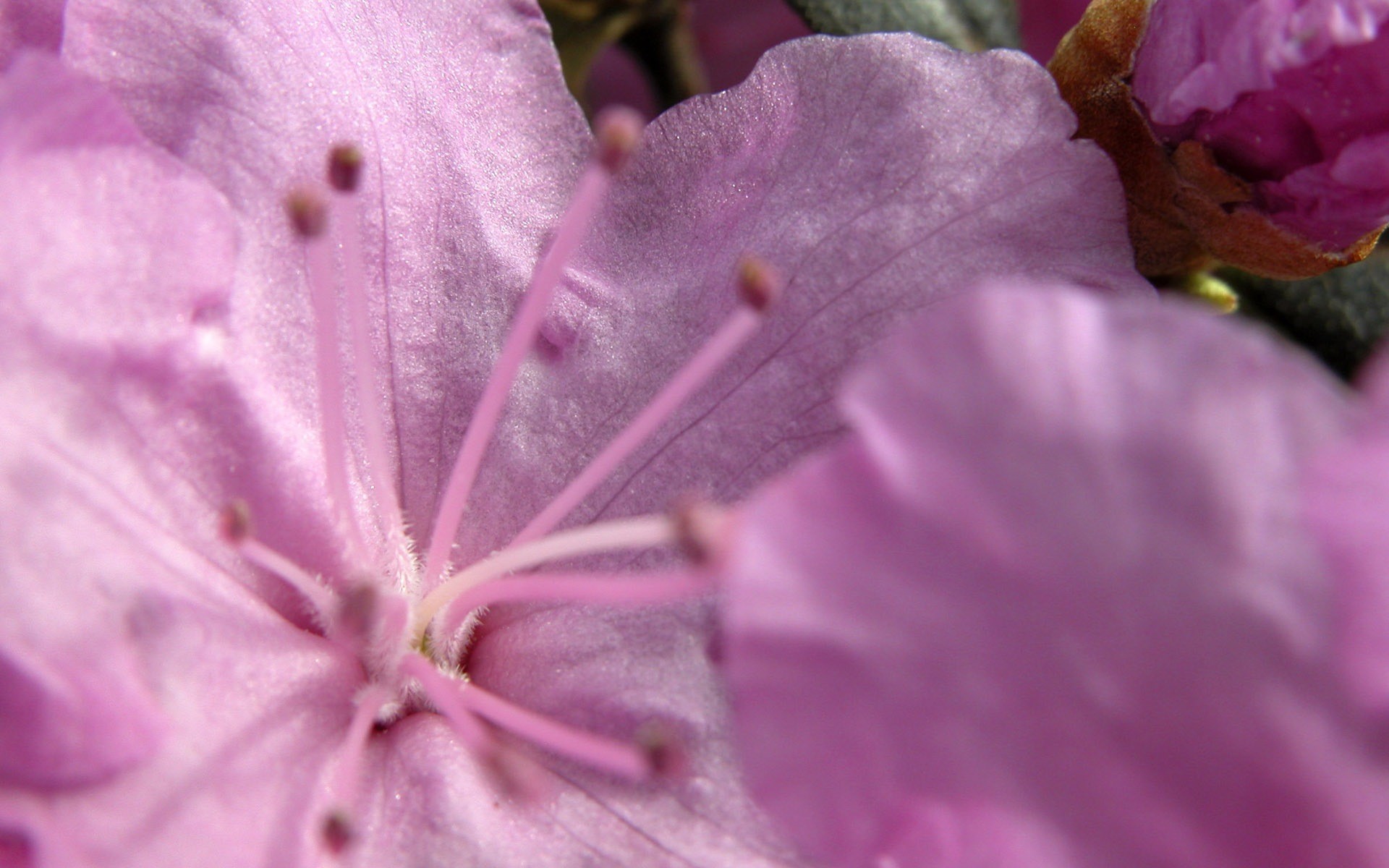 нежно-розовые цветы без смс