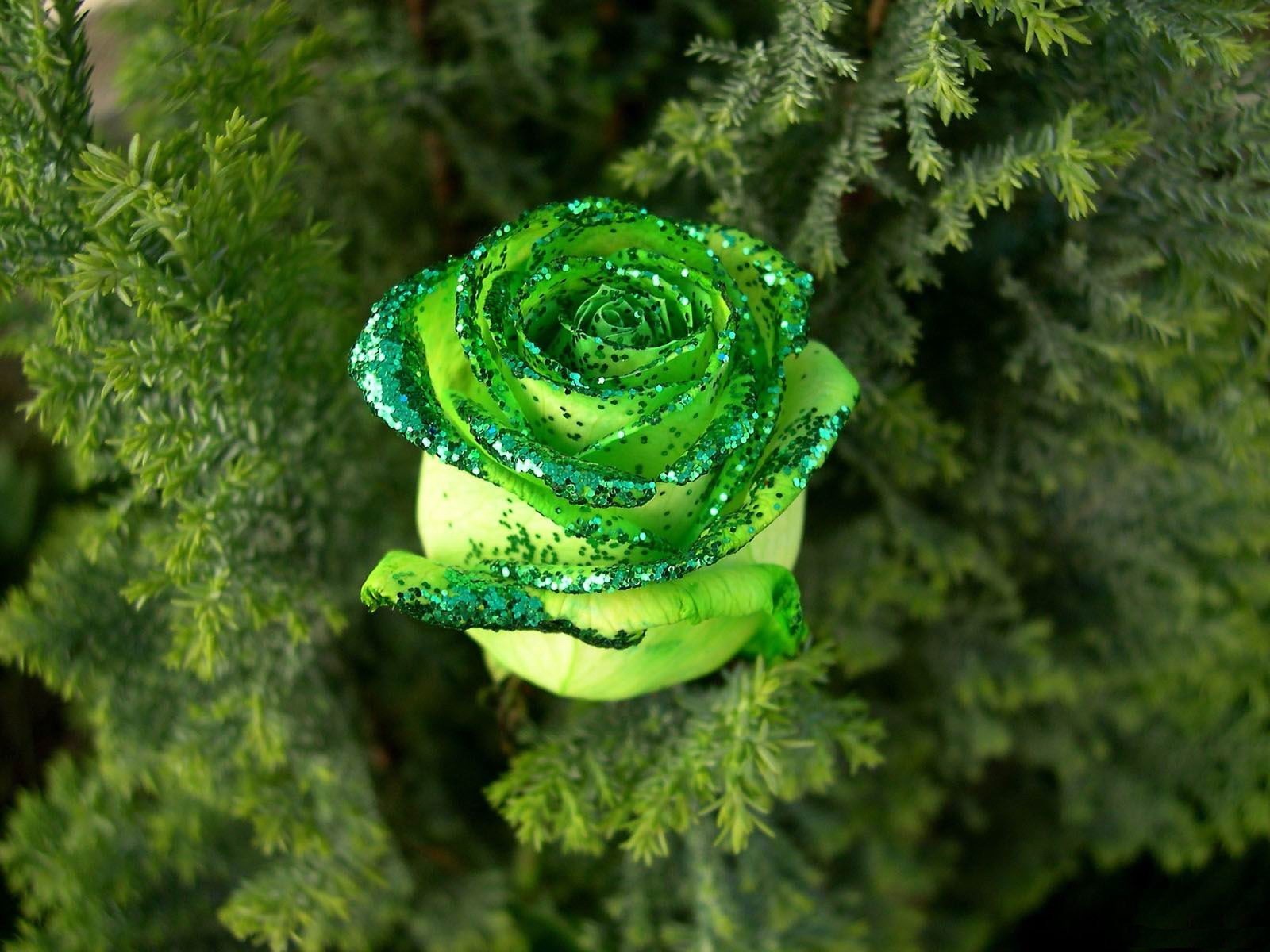 Бутон розы зелёного цвета с блестками Обои на рабочий стол.