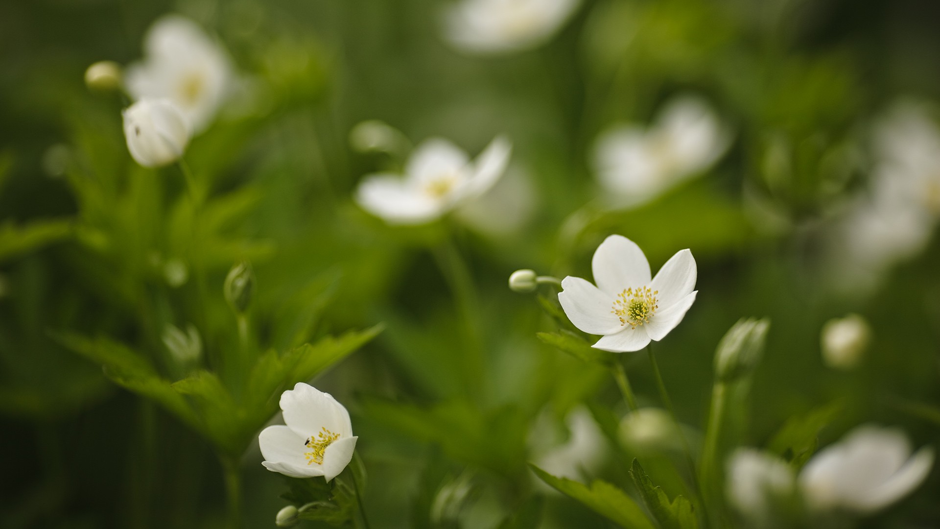 цветок белый лепестки зелень бесплатно