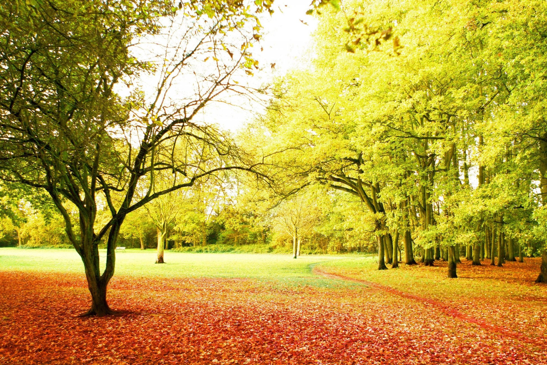 сезон осень парк деревья тропинка листопад лучи солнце красота