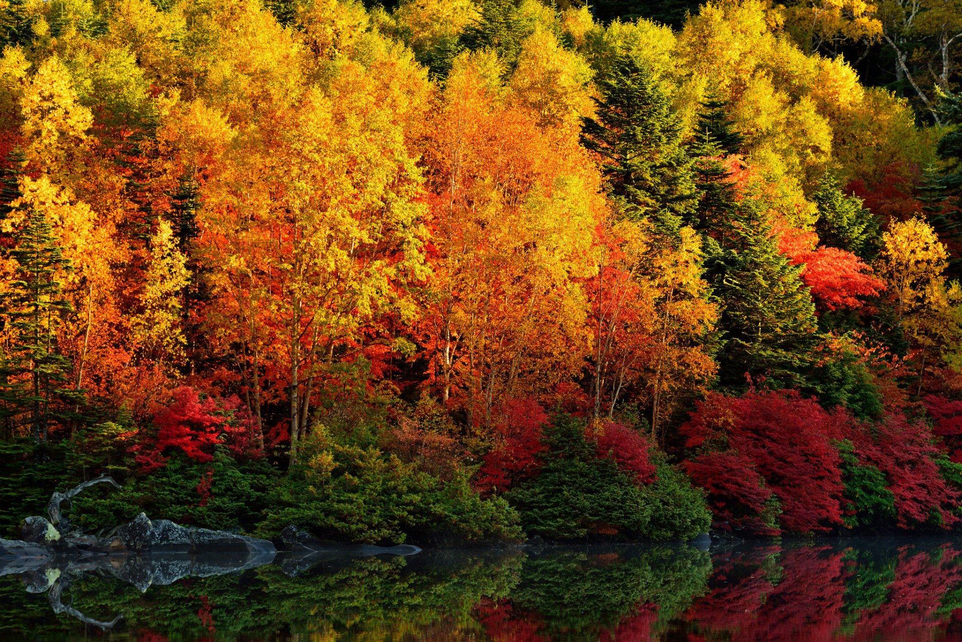Осенние листья у реки в лесу скачать