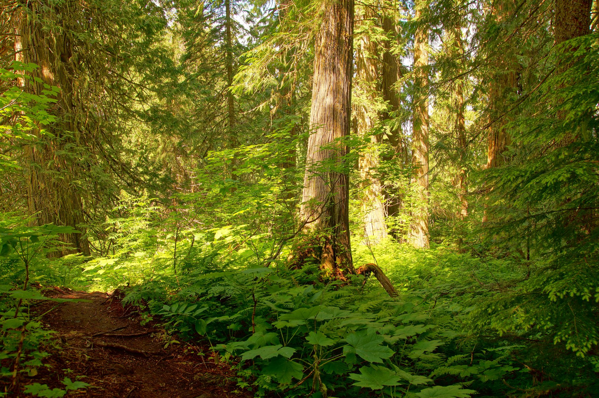 Тропинки - картинки