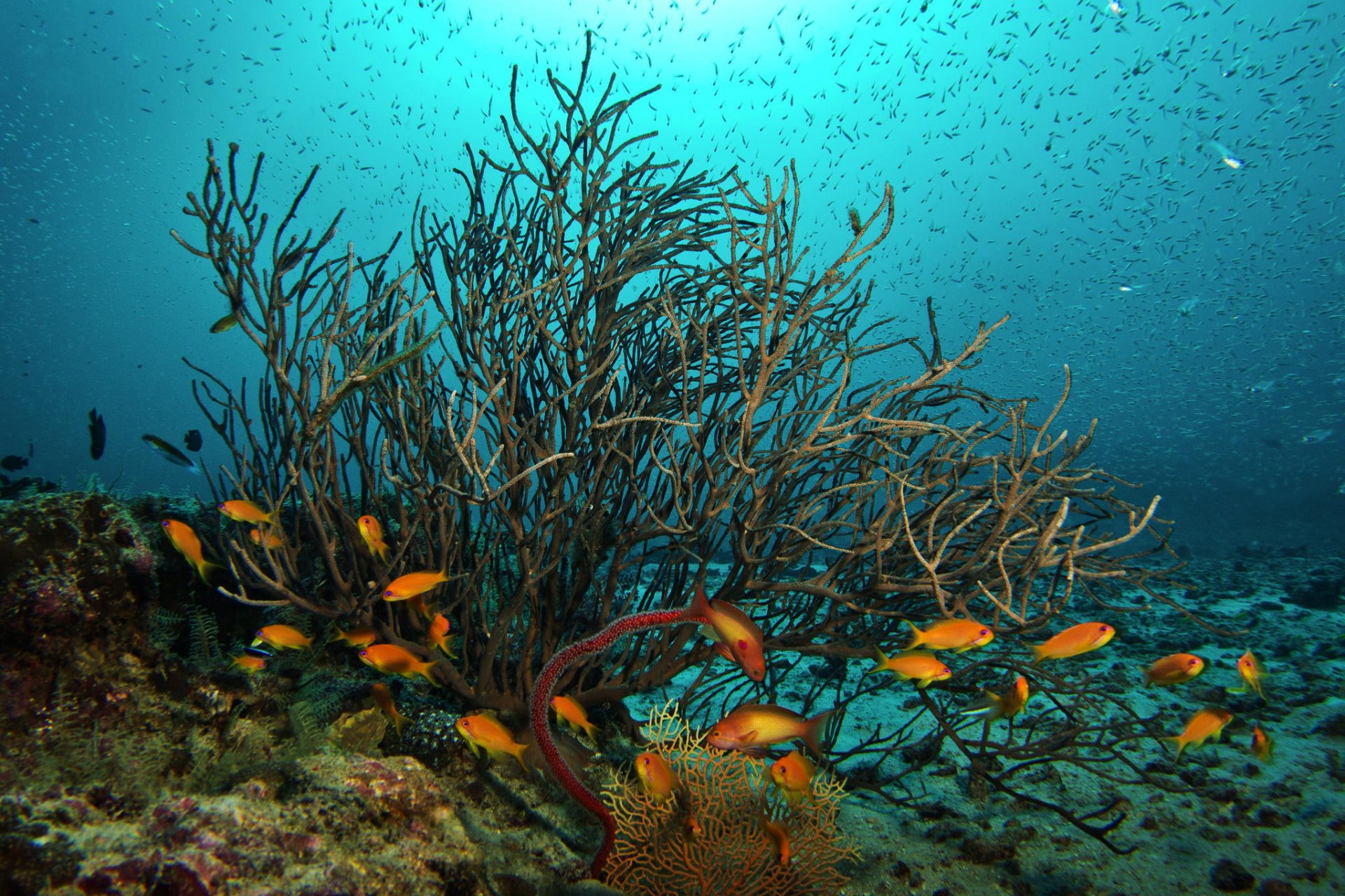 Underwater coral. Диатомеи водоросли Тихого океана. Подводный мир. Подводный мир водоросли. Морское дно.