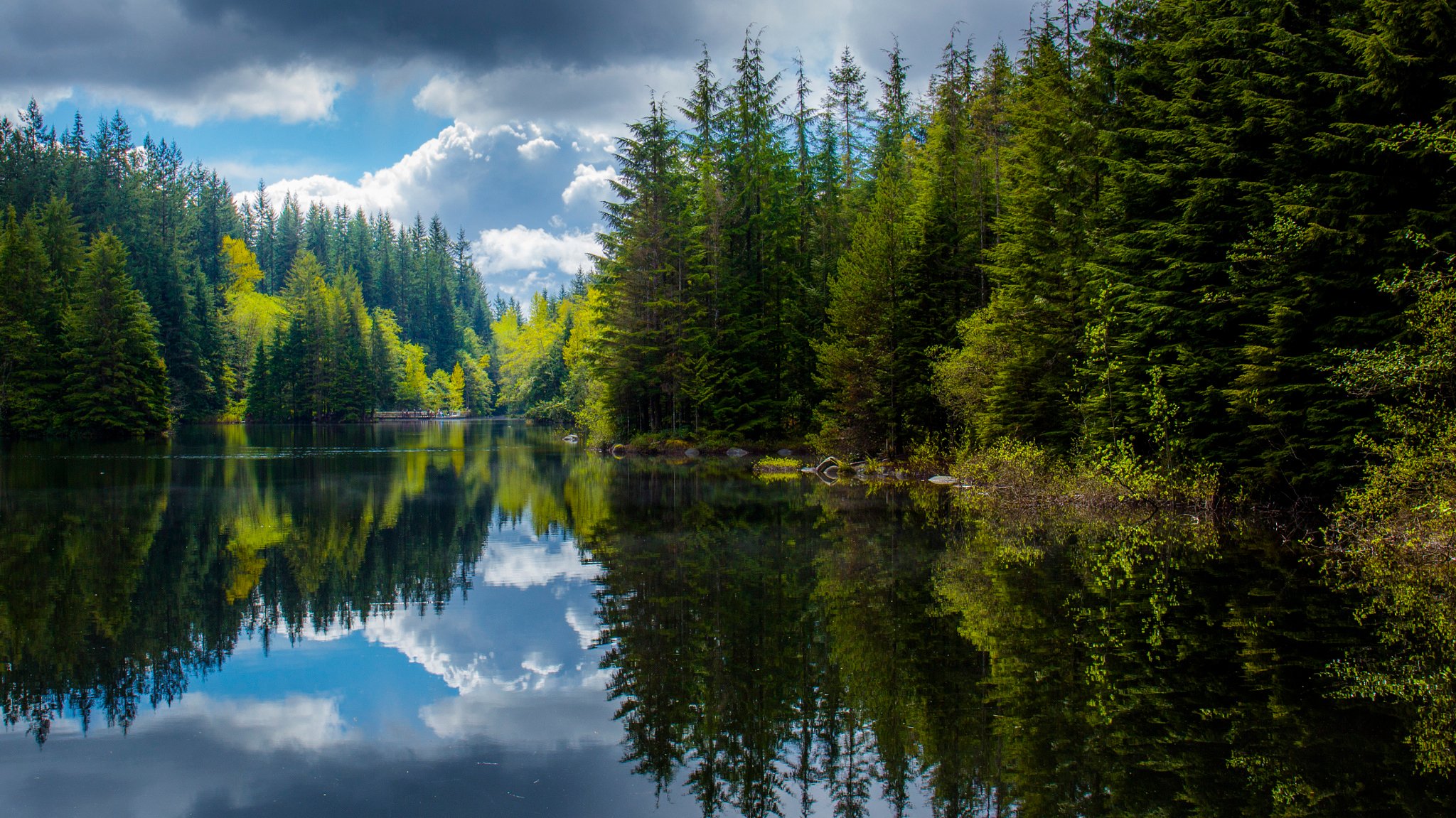 Лес и вода. Лесное озеро в Канаде. Британская Колумбия лес. Лесное озеро (Forest Lake). Хвойный лес Канада.