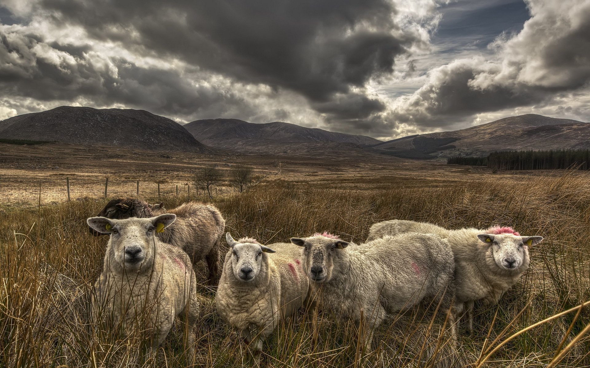 овцы поле небо природа