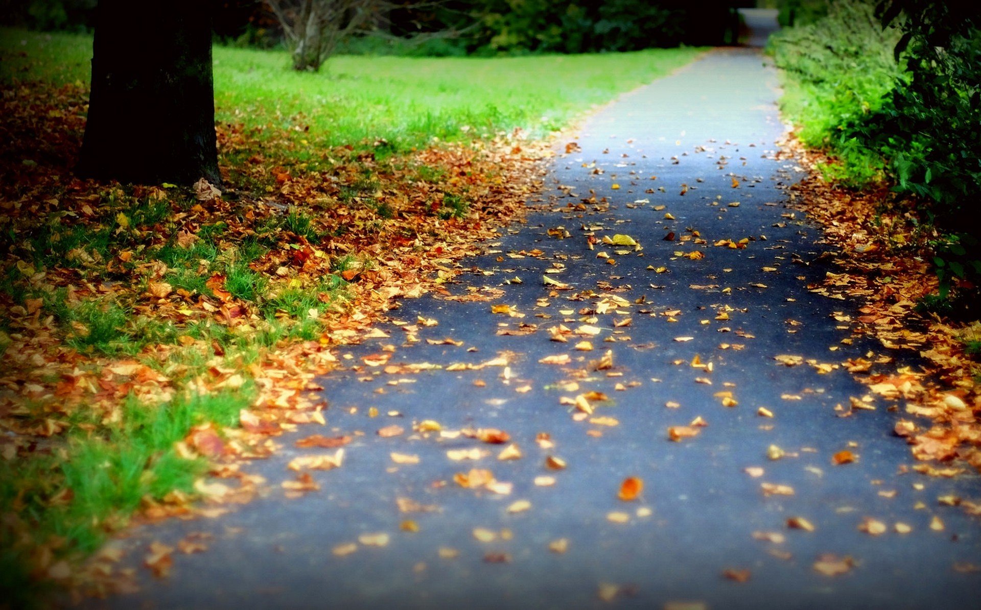Дорога в листьях без смс
