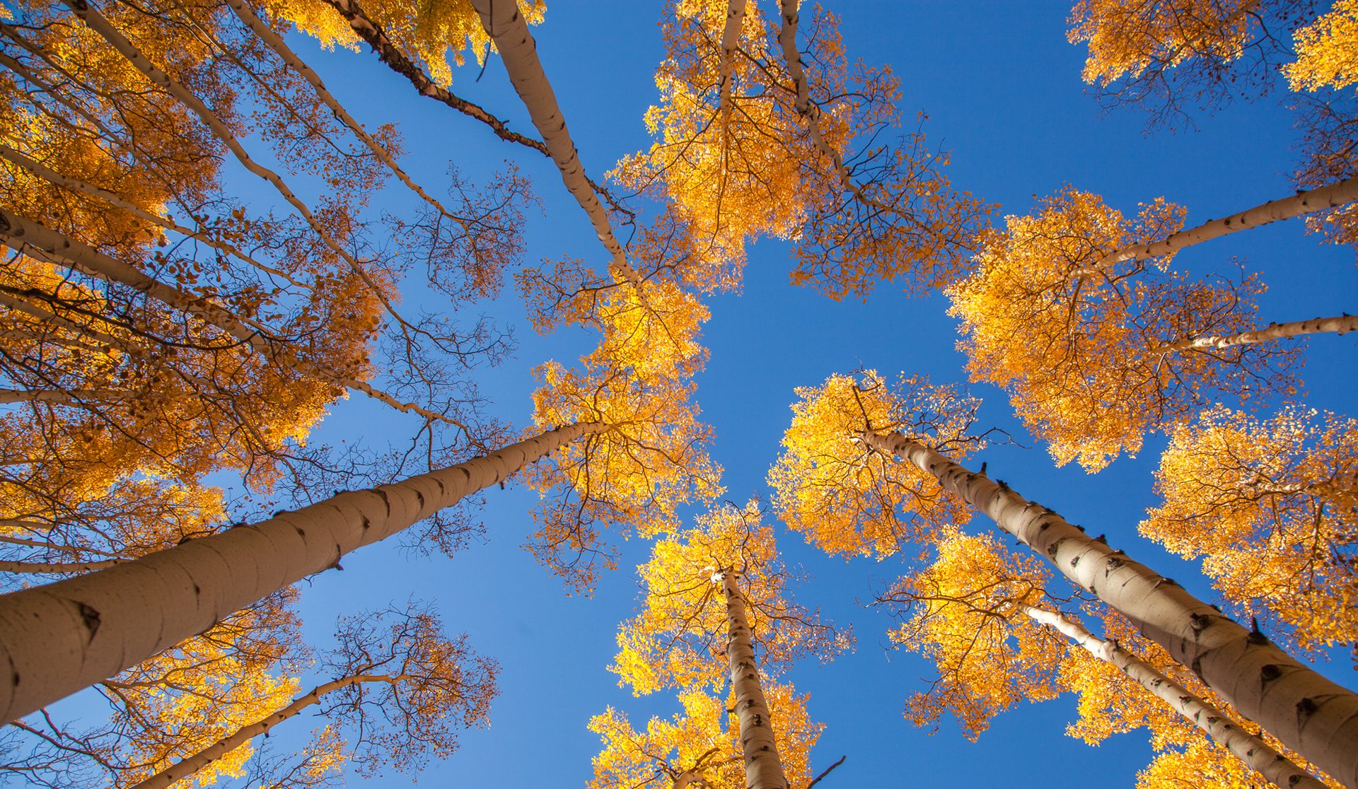 деревья осень небо бесплатно