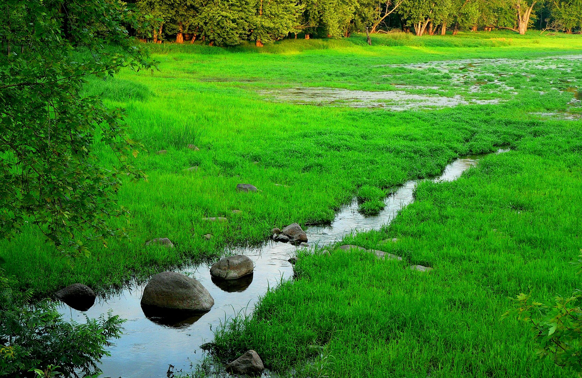 лес деревья трава ручей камни болото