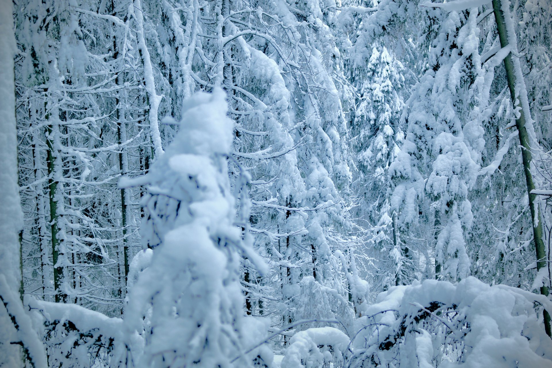 снег лес сосны ели snow forest pine ate бесплатно