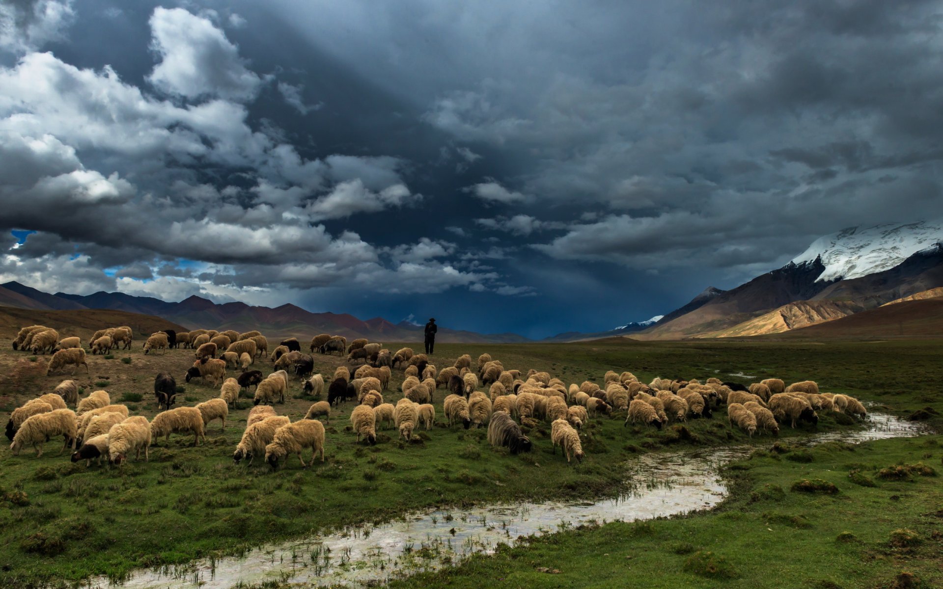 река поле овцы природа