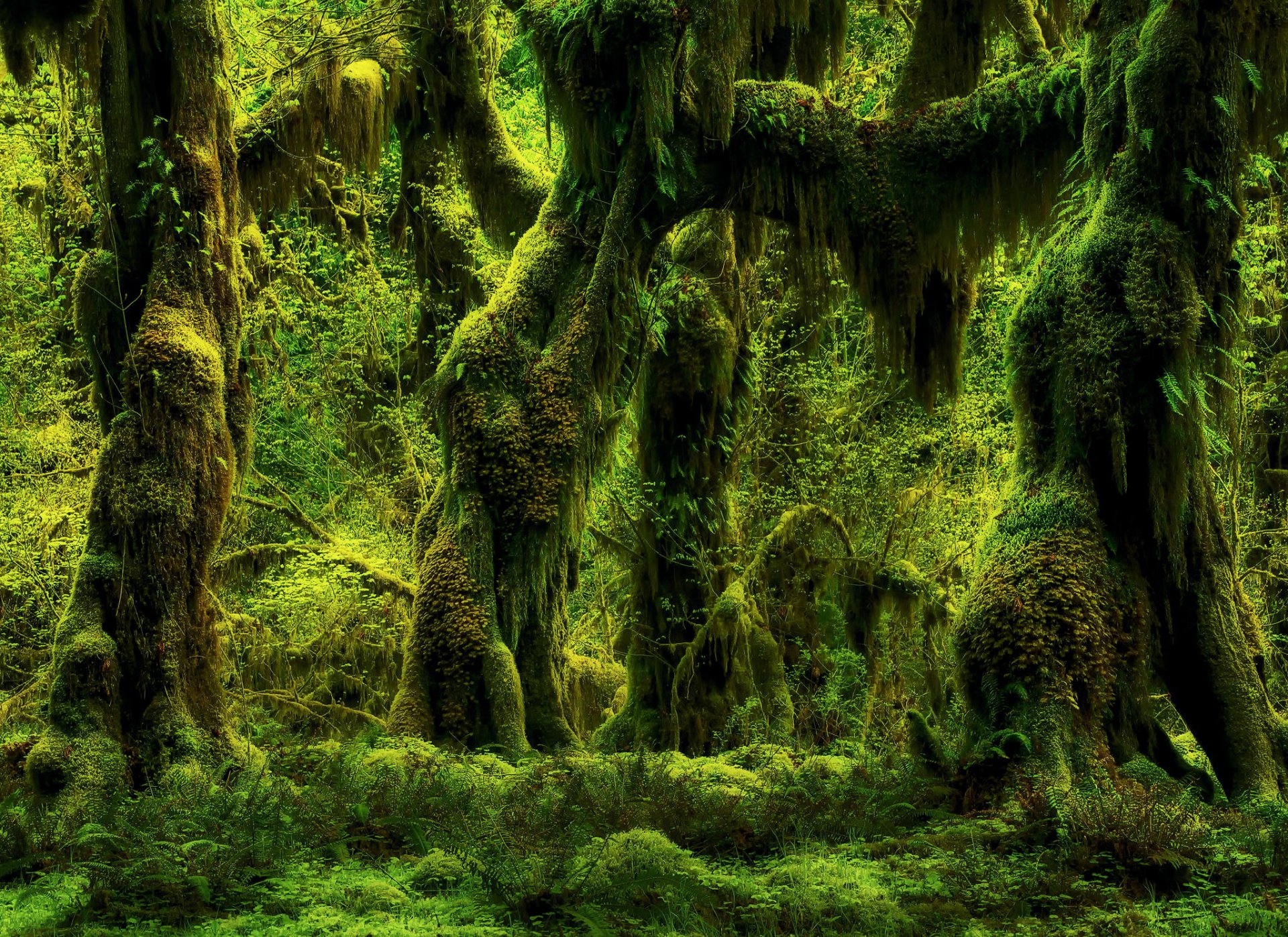 природа лес папоротники деревья мох растения зелень