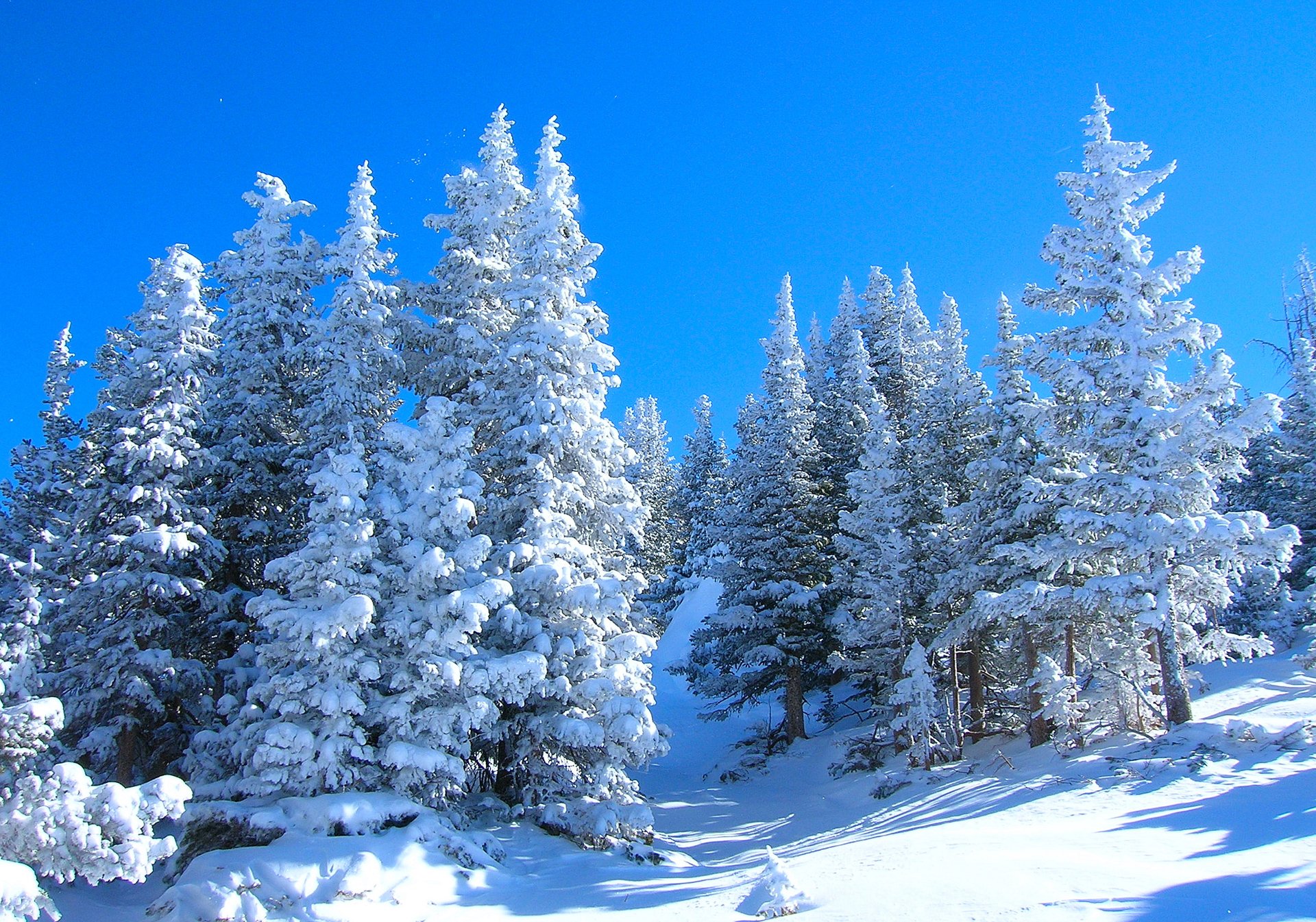 небо лес зима деревья снег склон ель