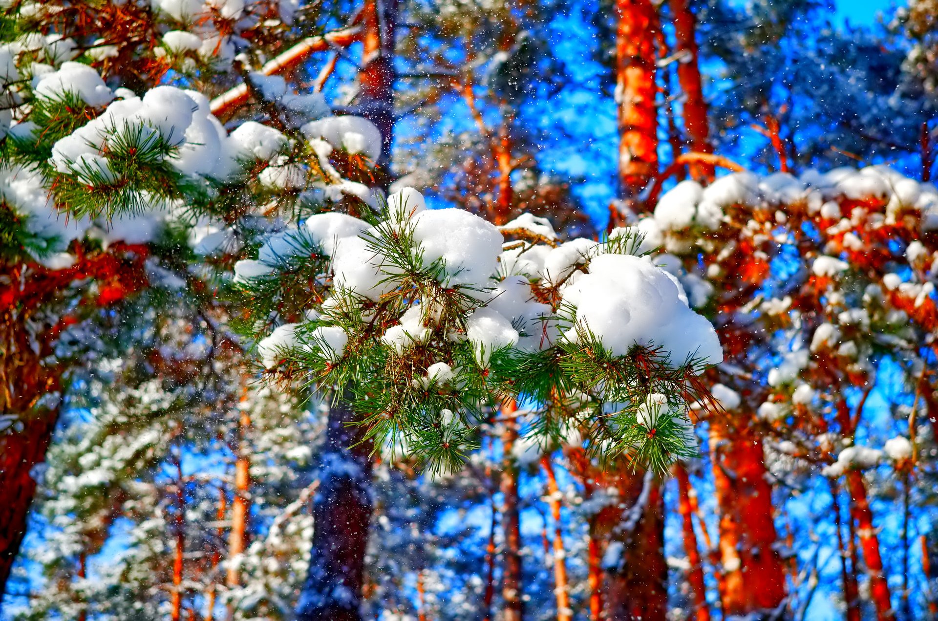 сосны снег зима лес без смс