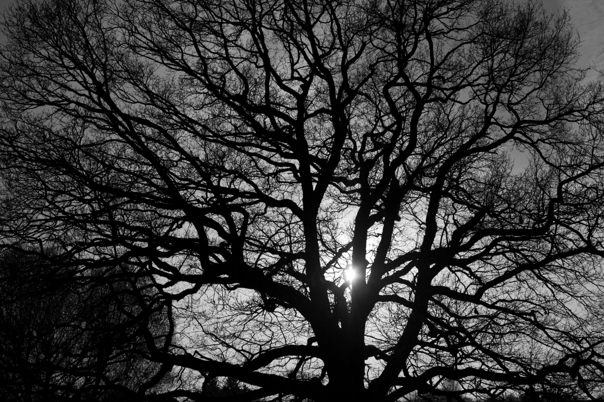 Деревья Черно Белое Фото