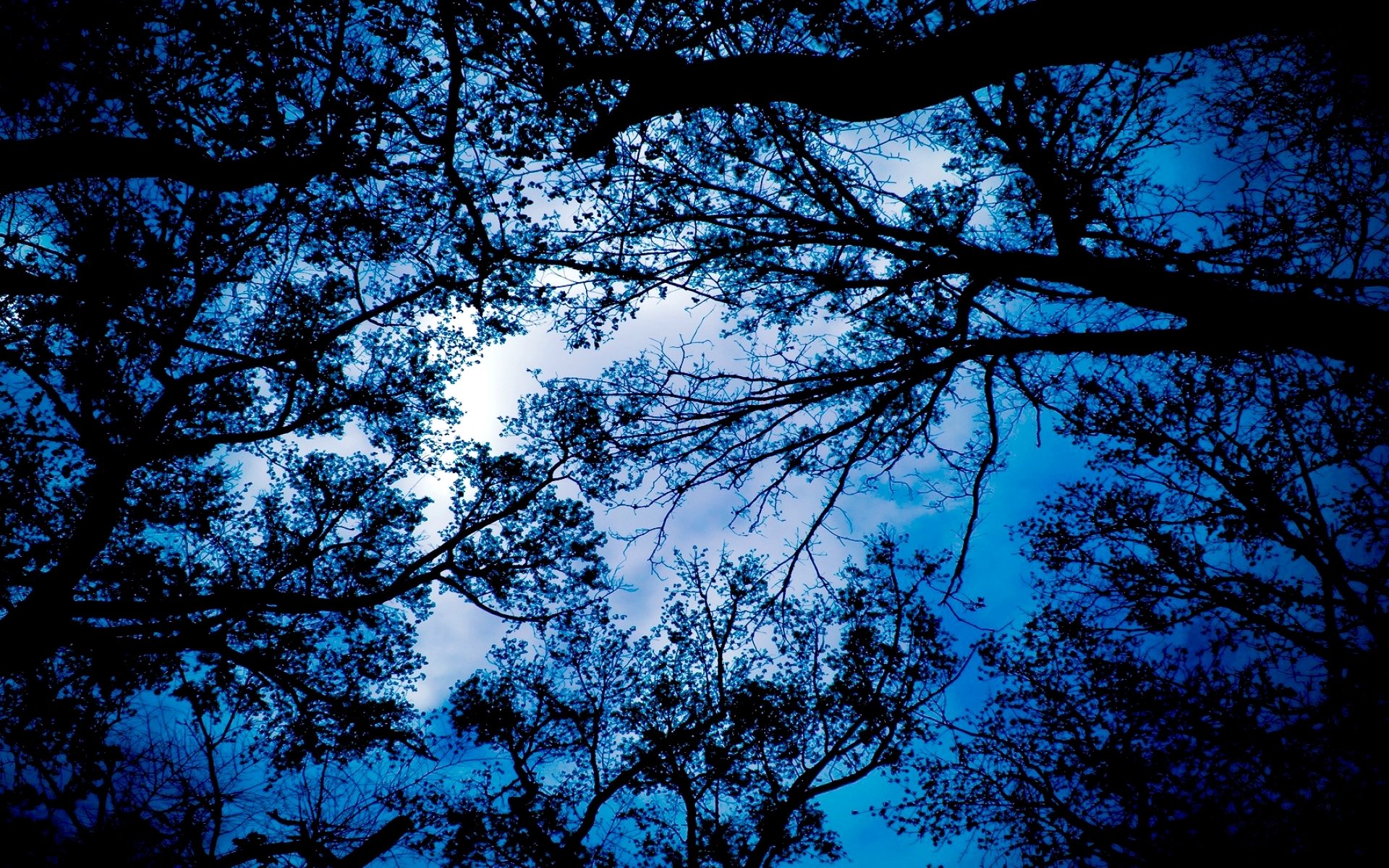 природа деревья ветки листьягора облака небо скачать