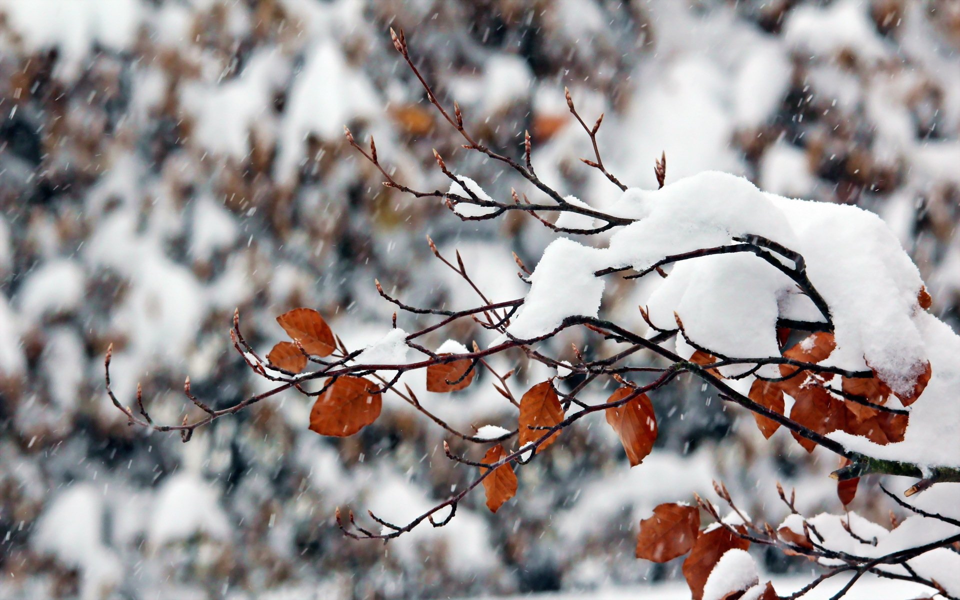 Красивая картинка со снегом. Зимние ветки деревьев. Ноябрь природа. Снег на ветках деревьев. Ветви деревьев в снегу.