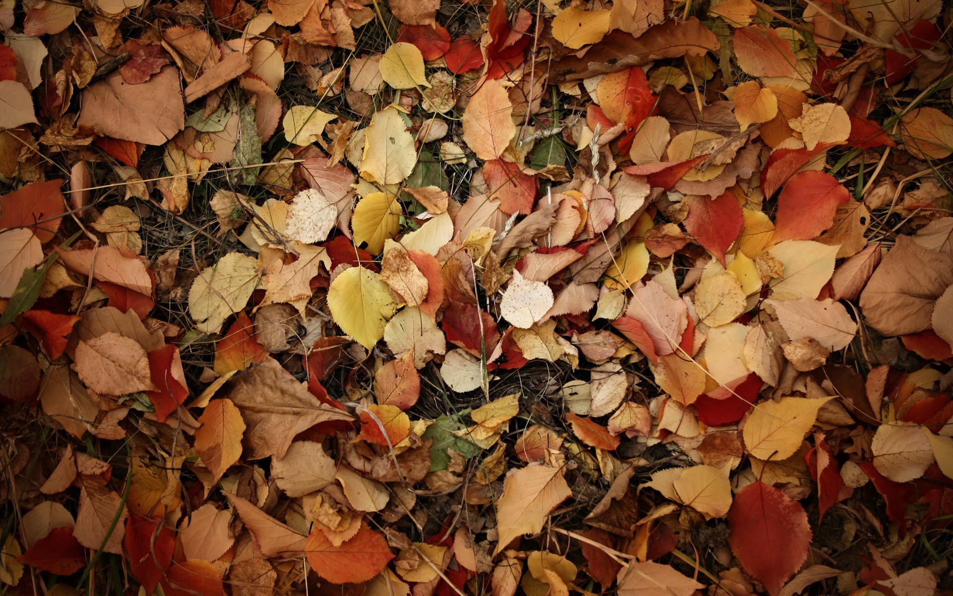 Листовой опад это. Листья на земле. Листовой опад. Осенние листья на земле. Осенняя листва.