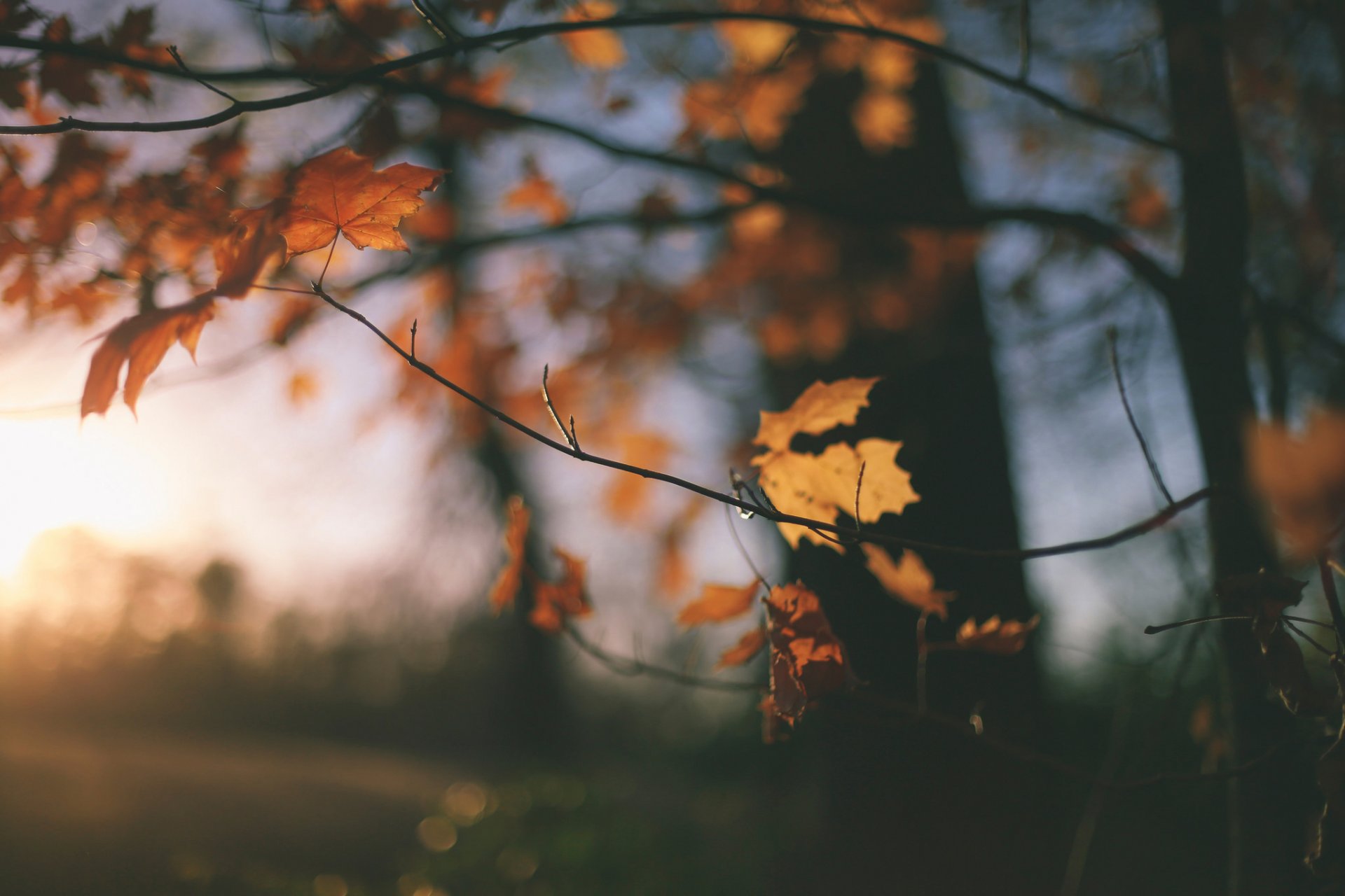 Осень Эстетика листья