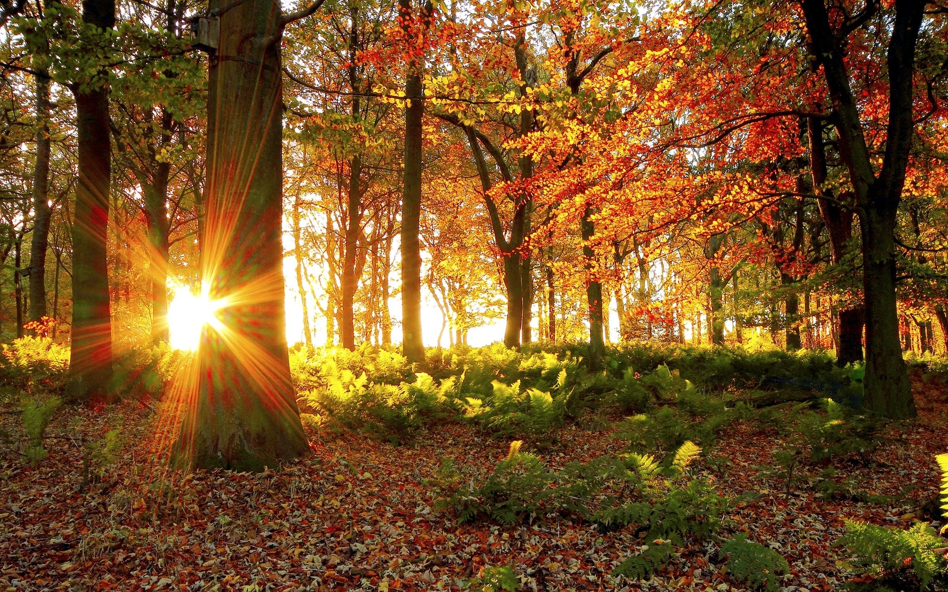 Осенний лес, лучи солнца скачать