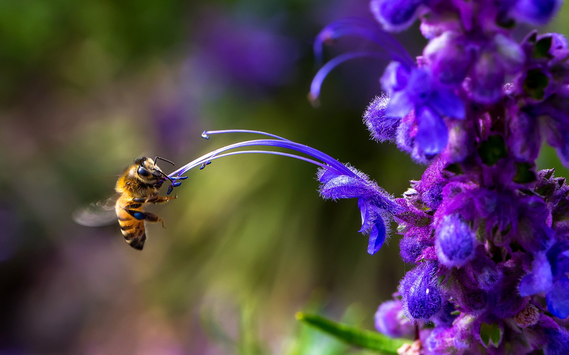 Пчела цветок опыление загрузить