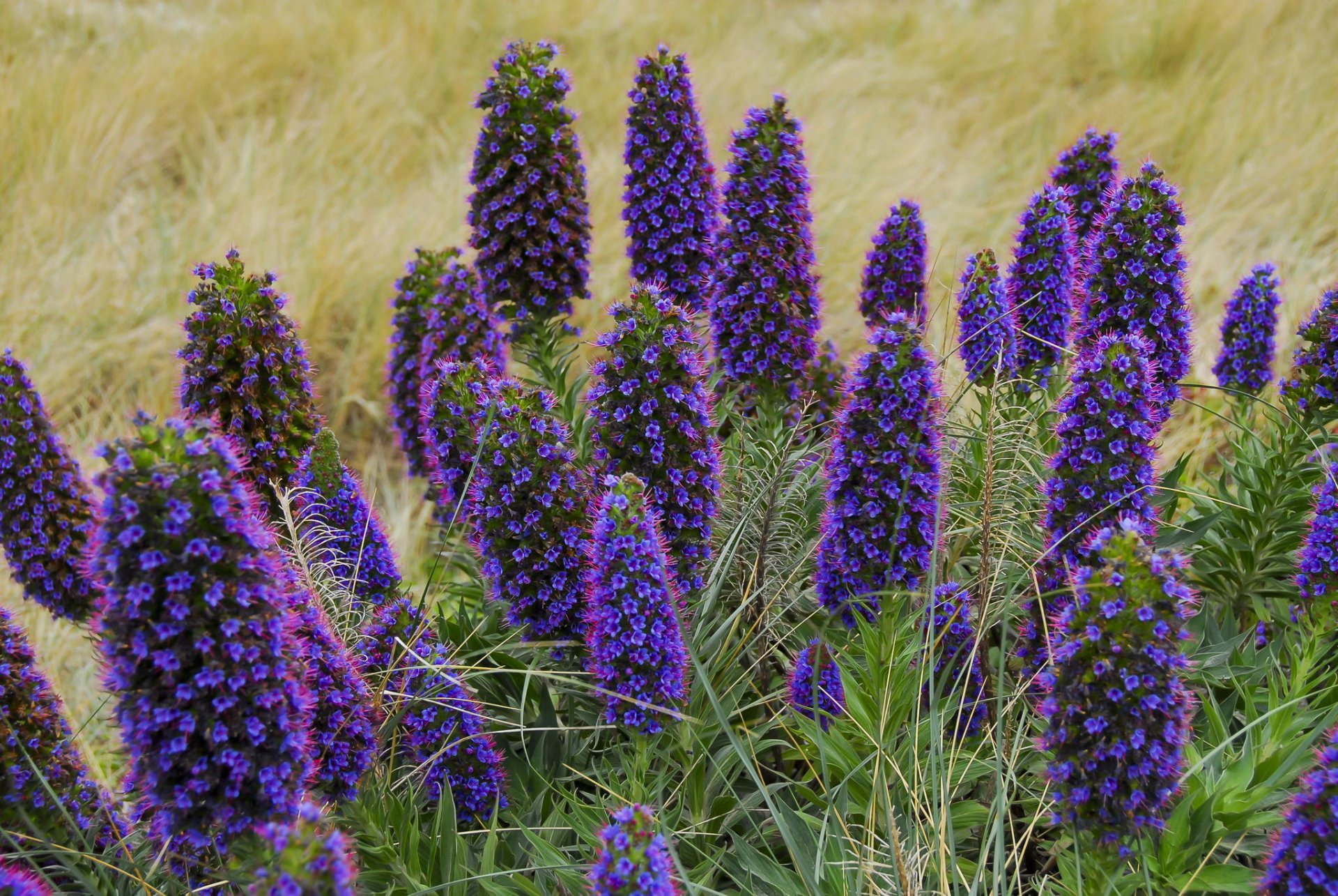Луговые цветы с фиолетовыми цветами фото названия