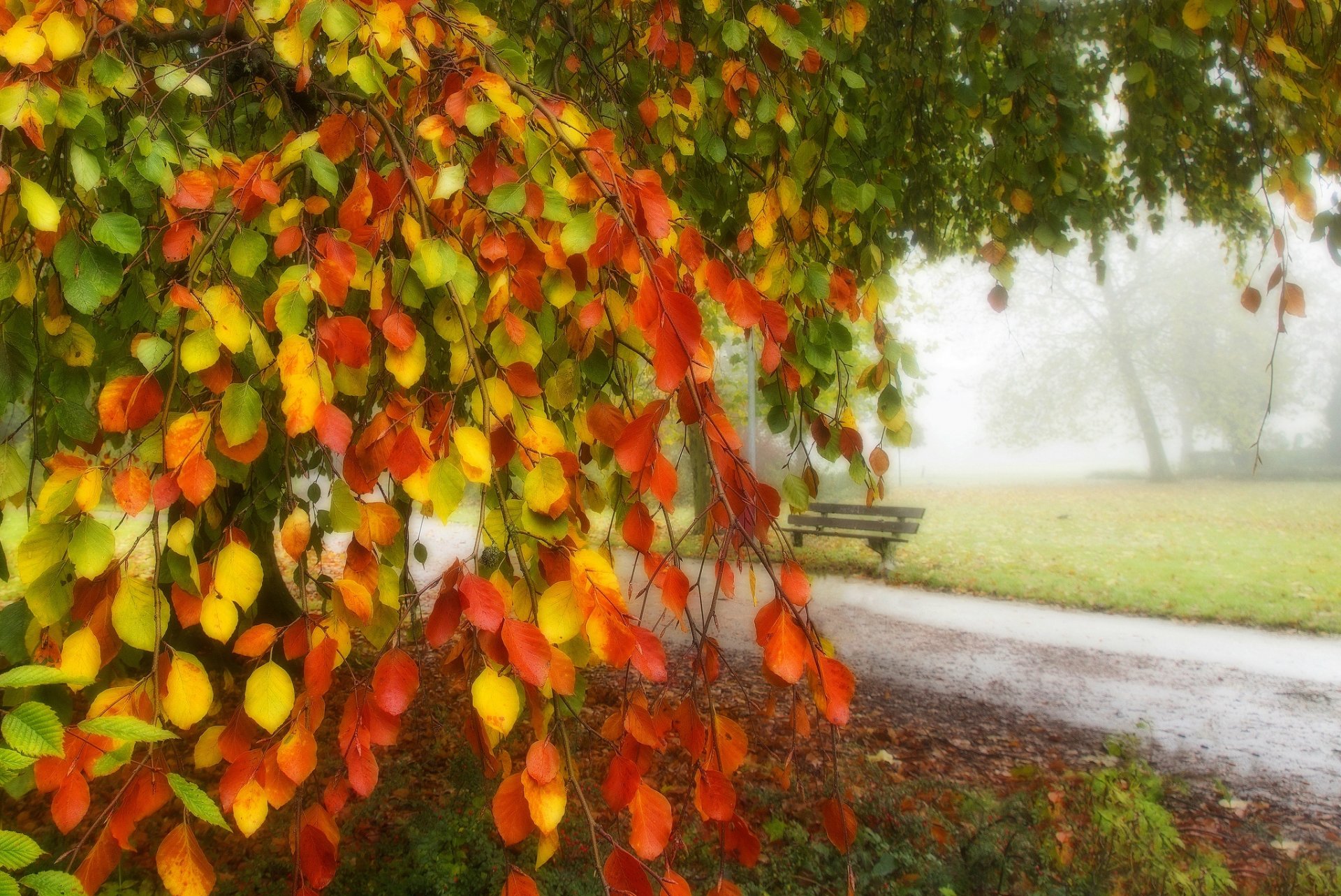 листья деревья лес парк трава дорога цвета осень прогулка hdr природа стендовые скамейка