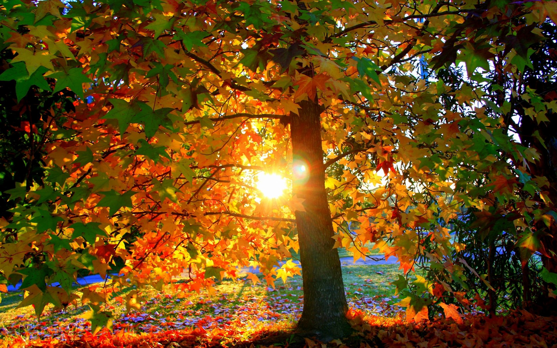дерево листья свет осень солнце закат листва парк