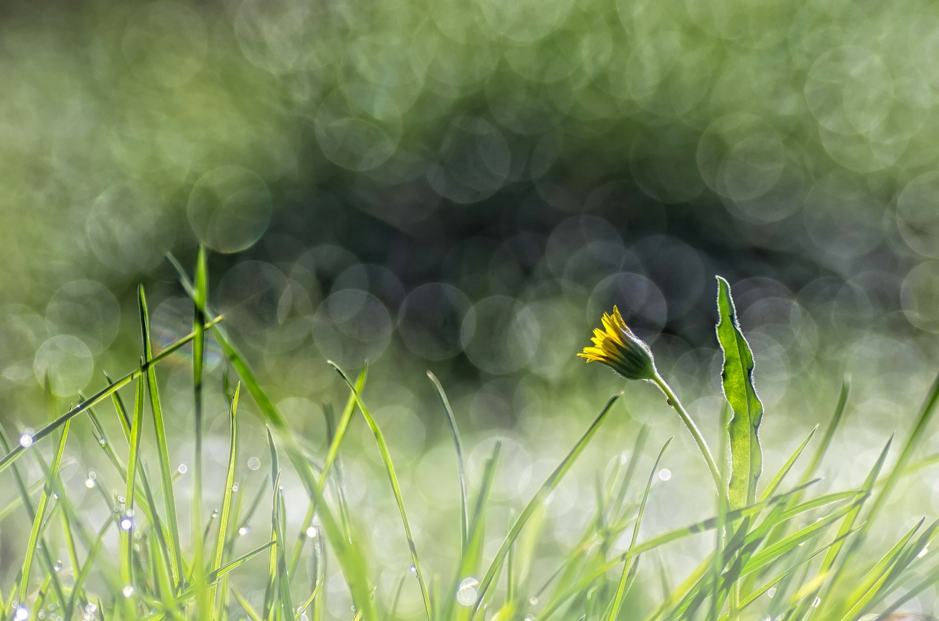 трава цветок желтый одуванчик блики