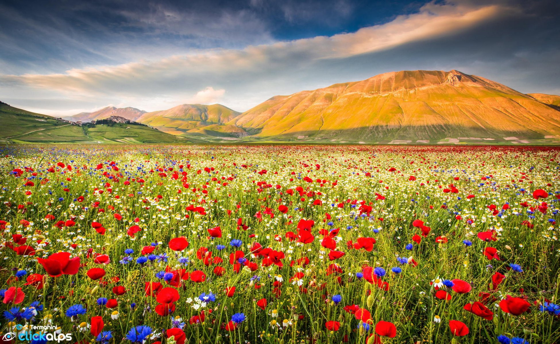 цветы полевые горы без смс